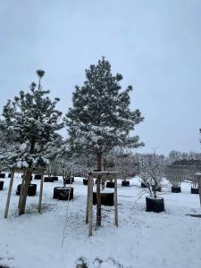 Pinus sylvestris - Waldkiefer