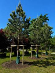 Pinus sylvestris - Waldkiefer