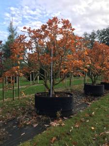 Quercus pontica - Armenische Eiche