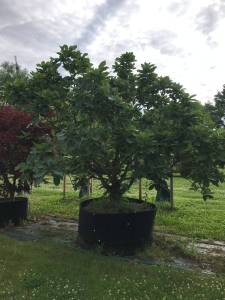 Quercus pontica - Armenische Eiche