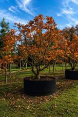 Quercus pontica - Armenische Eiche