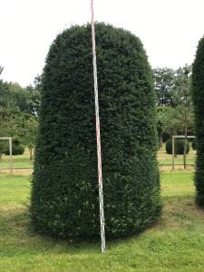 Taxus Bienenkorb