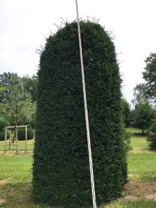Taxus Bienenkorb