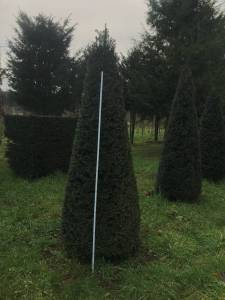 Taxus Kegel