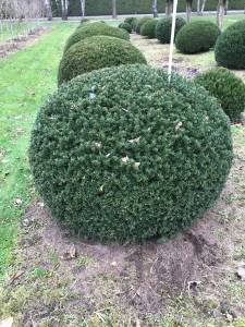 Taxus Kugel