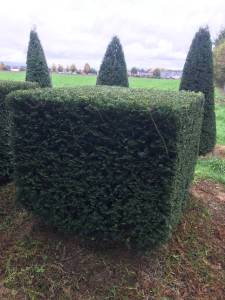 Taxus Würfel