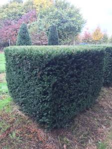 Taxus Würfel