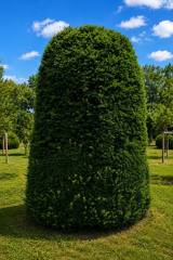 Taxus Bienenkorb