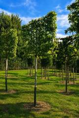 Liquidambar styraciflua 'Worplesdon' (Hochstammspalier)