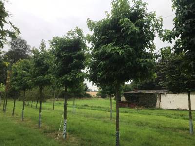 Liquidambar styraciflua 'Worplesdon' (Hochstammspalier)