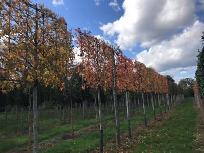 Liquidambar styraciflua 'Worplesdon' (Hochstammspalier)