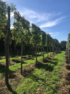 Liquidambar styraciflua 'Worplesdon' (Hochstammspalier)
