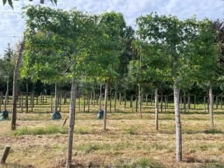 Liquidambar styraciflua 'Worplesdon' (Hochstammspalier)