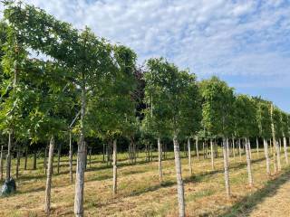 Liquidambar styraciflua 'Worplesdon' (Hochstammspalier)