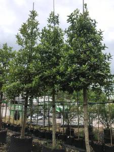 Ilex koehneana 'Chestnut Leaf' - Stechpalme