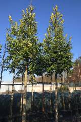 Ilex koehneana 'Chestnut Leaf' - Stechpalme
