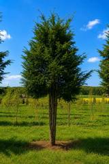 Taxus baccata - Eibe