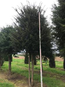 Taxus baccata - Eibe