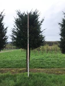 Taxus baccata - Eibe