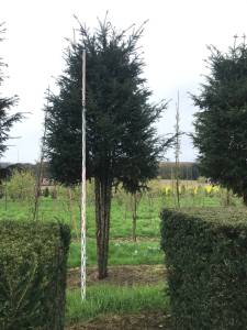 Taxus baccata - Eibe