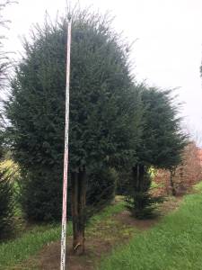Taxus baccata - Eibe