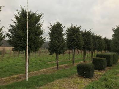 Taxus baccata - Eibe