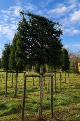 Taxus baccata - Eibe Hochstammspalier
