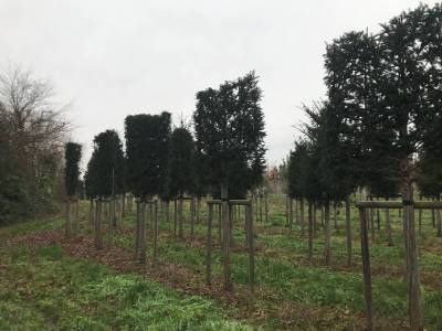 Taxus baccata - Eibe Hochstammspalier