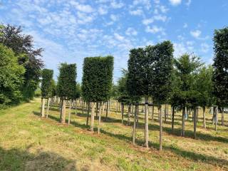 Taxus baccata - Eibe Hochstammspalier