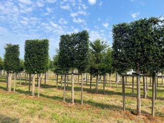 Taxus baccata - Eibe Hochstammspalier