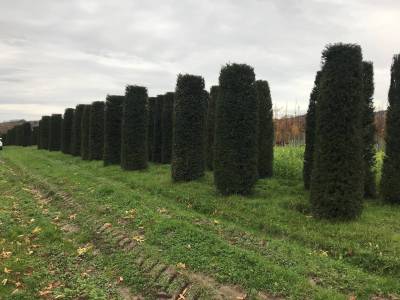 Taxus baccata - Eibe
