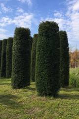 Taxus baccata - Eibe
