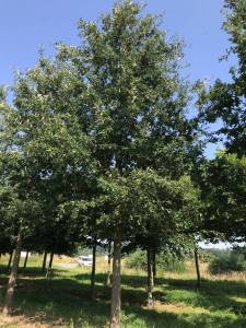 Quercus cerris - Zerreiche