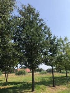 Quercus cerris - Zerreiche