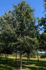 Quercus cerris - Zerreiche