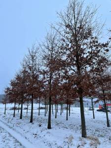 Quercus cerris - Zerreiche