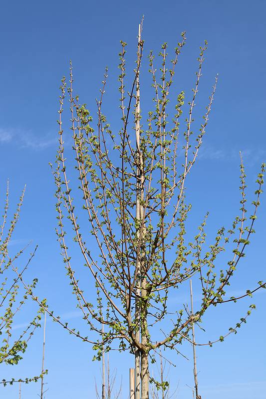 Acer_campestre_Elsrijk_Krone_Austrieb_2_Web_original