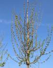 Acer_campestre_Elsrijk_Krone_Austrieb_2_Web_original