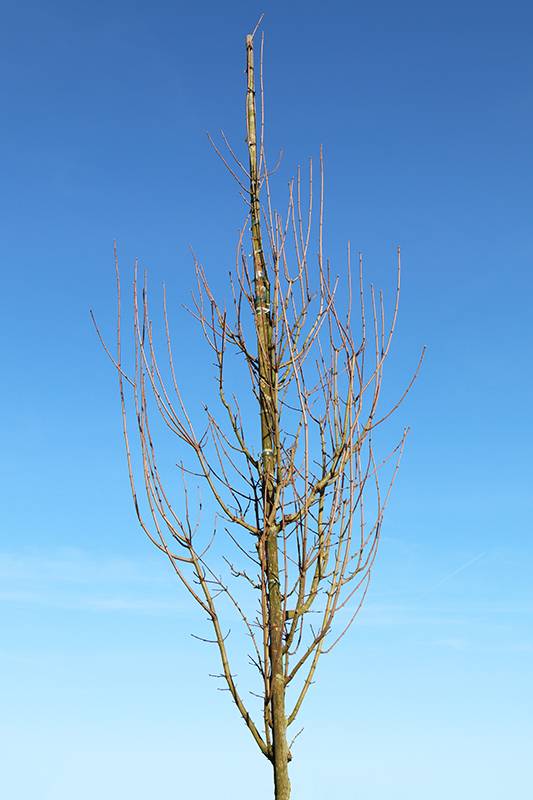 Acer_campestre_Huibers_Elegant_krone_winter_Web_original