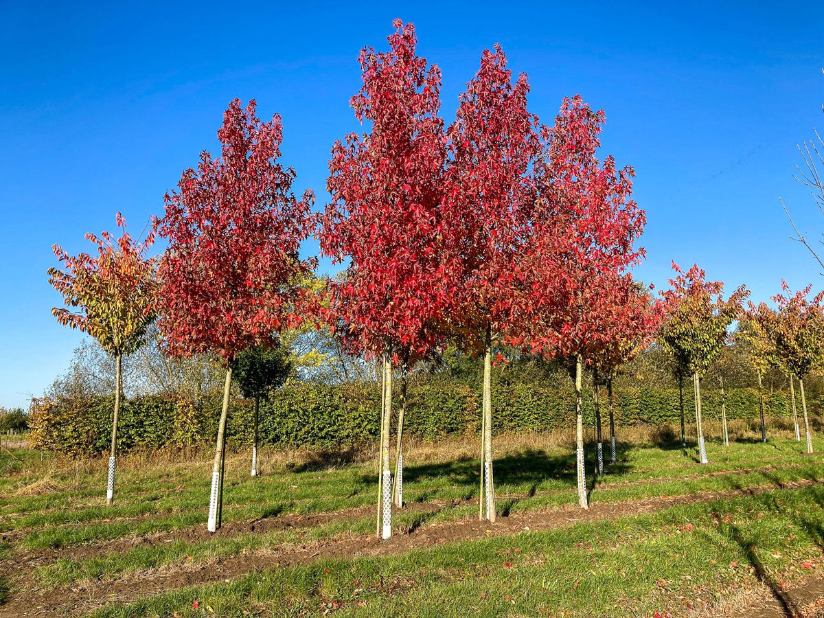 Amberbaum Herbstfärbung