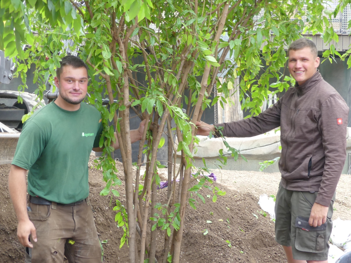 Vorarbeiter Privatgarten