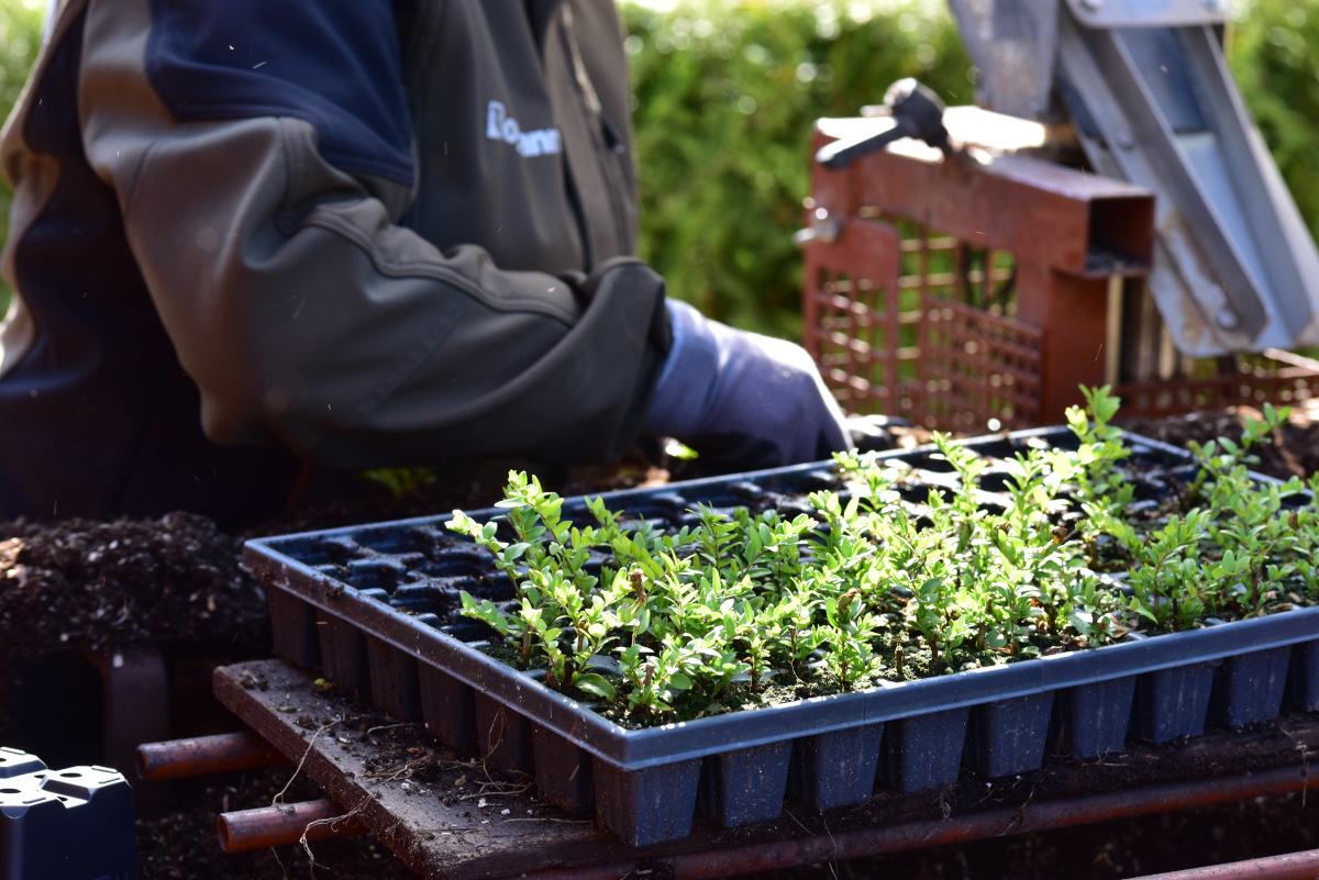 Pflanzen an der Topfmaschine
