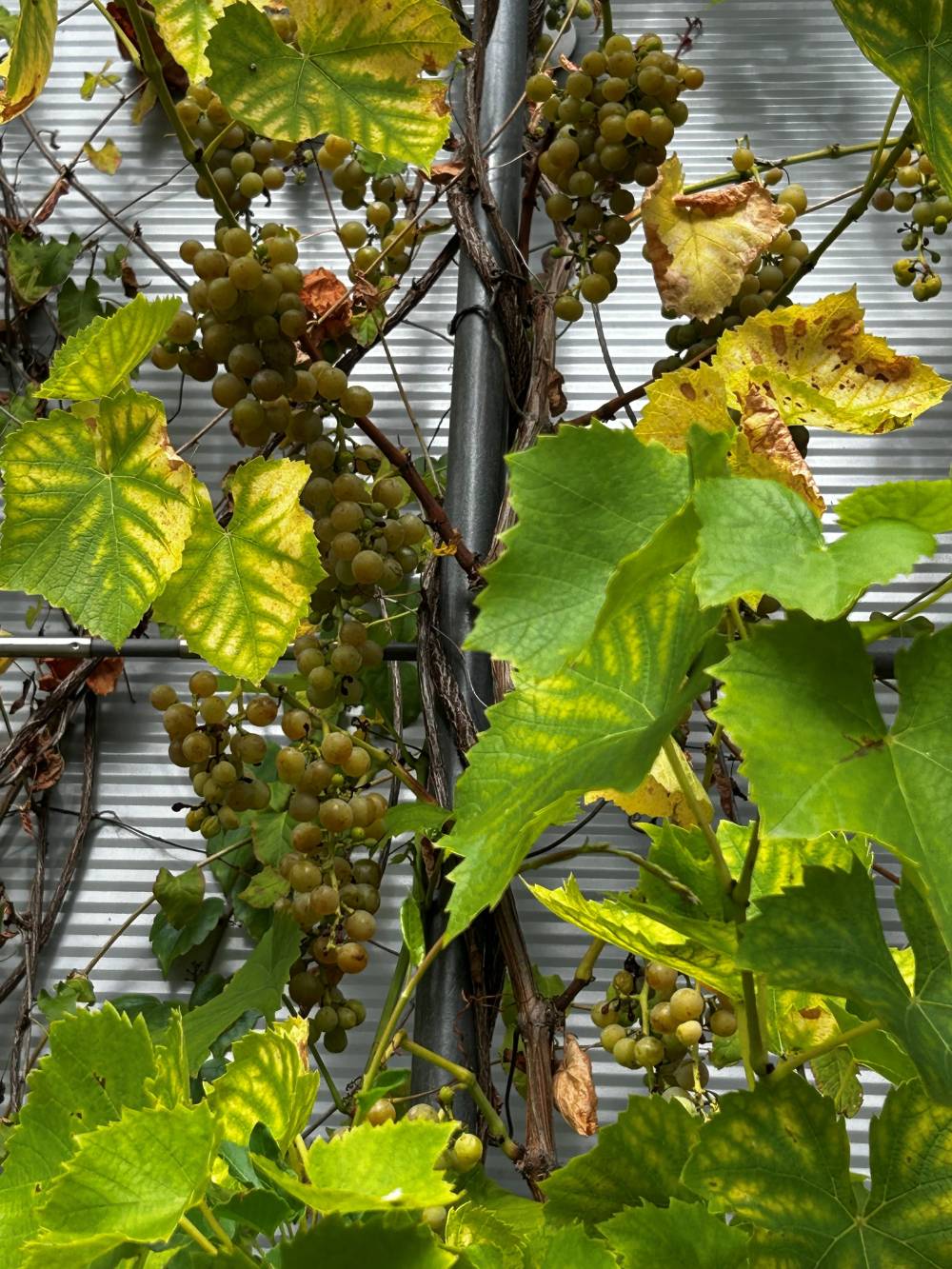 Fassadenbegrünung an einer Logistikhalle in Kiel