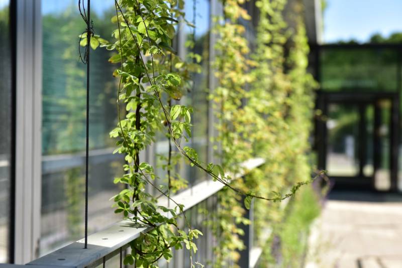 Fassadenbegrünung am Technologiezentrum Ruhr in Bochum