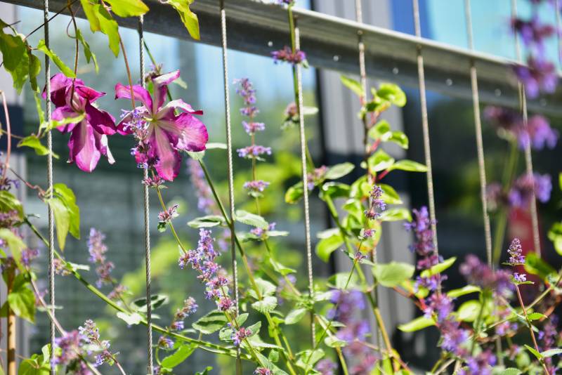 Fassadenbegrünung am Technologiezentrum Ruhr in Bochum