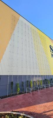 bodengebundene Fassadenbegrünung an einem Möbelhaus in Schwerin