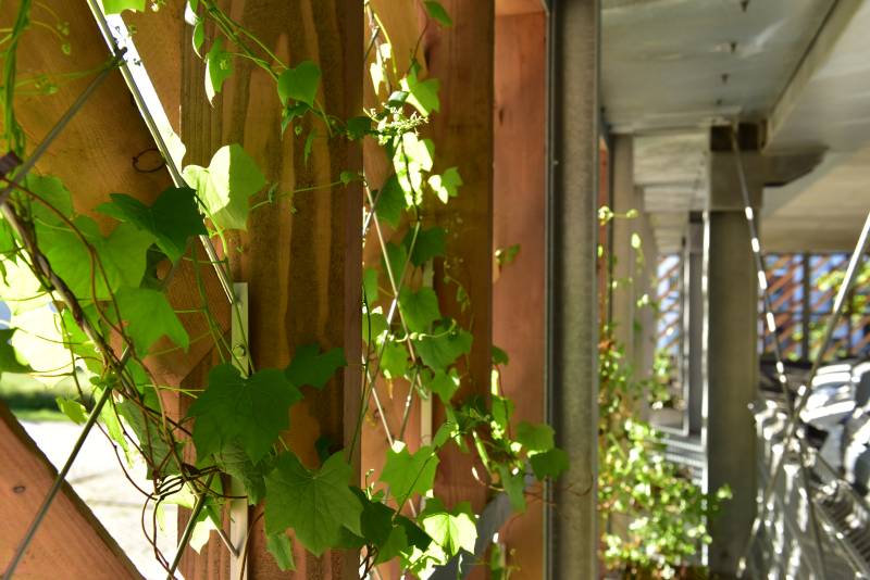 Detailansicht einer Fassadenbegrünung an einem Parkhaus in Dortmund