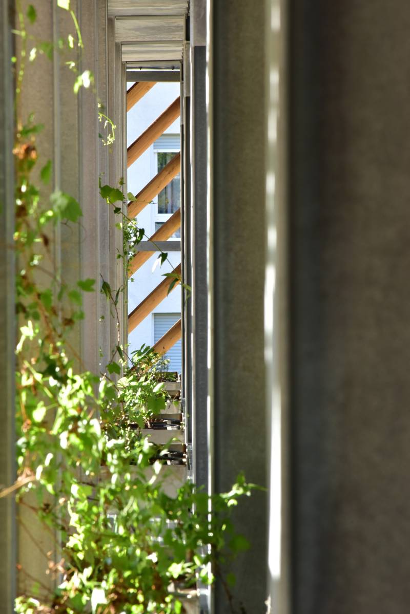 Fassadenbegrünung vom Experten Boymann