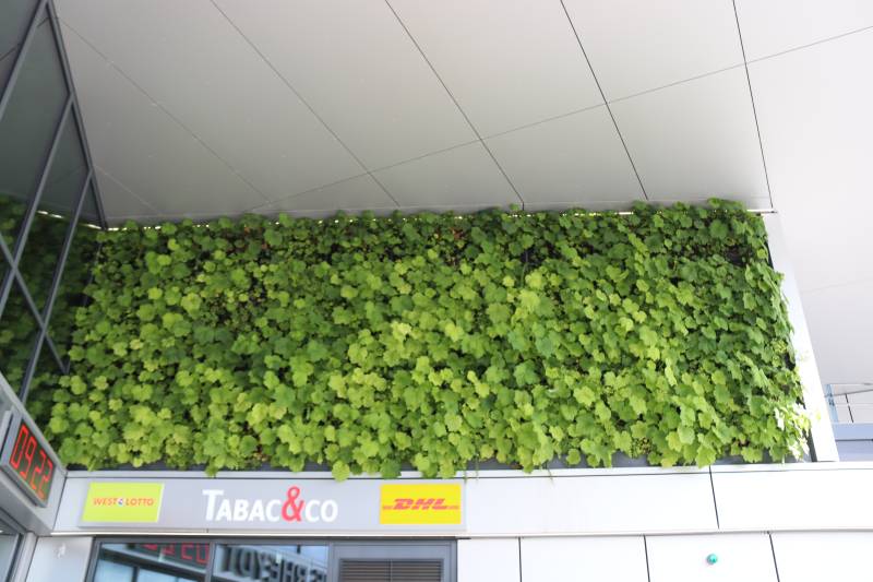 eine modulare fassadenbegrünung an einem hbh gebäude in möchengladbach rheydt. erstellt wurde diese fassadenbegrünung durch die fachfirma boymann. die bewässerung erfolgt durch eine automatisierte bewässerungstechnik.