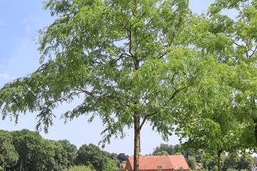IMG_4947_Web_original